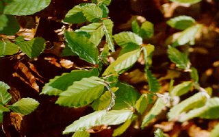 foto: Ond�ej �nytr