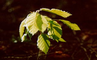 foto: Ond�ej �nytr