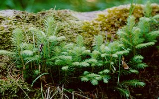 foto: Ond�ej �nytr